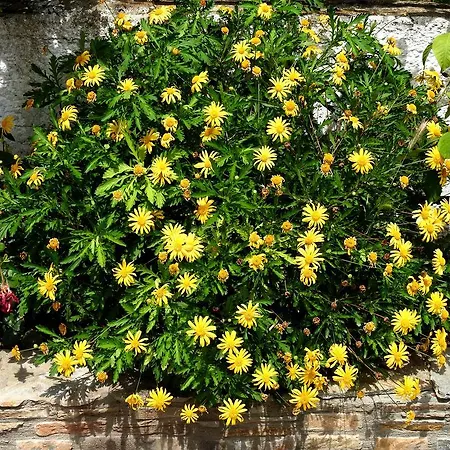 Lejlighed Garden House *