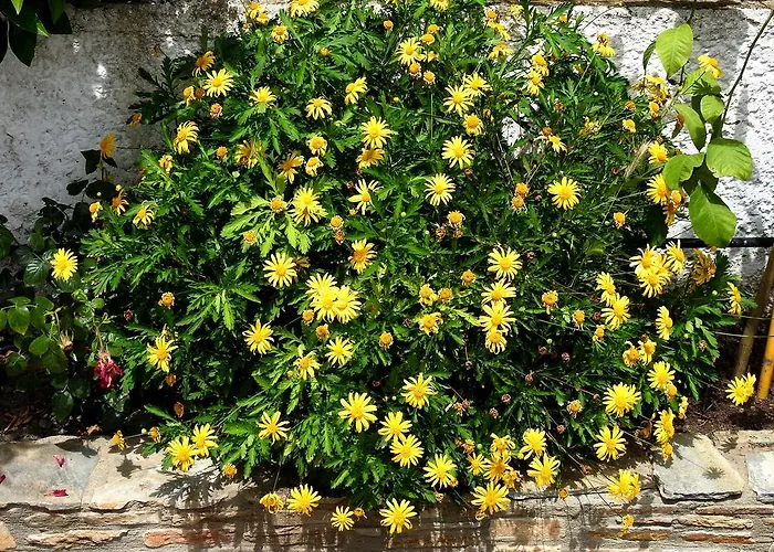 Apartament Garden House *